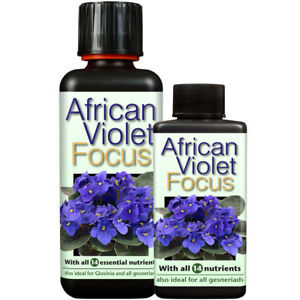 African Violet Focus 500ml - výprodej
