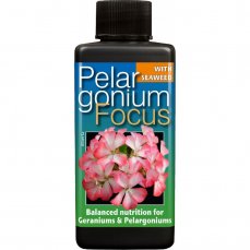 Pelargonium Focus - výprodej